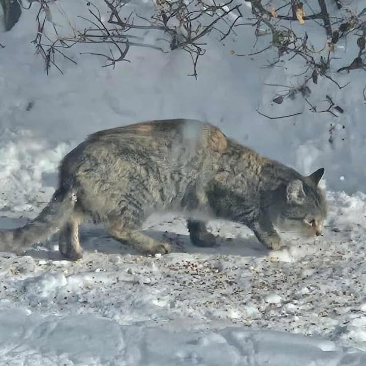 Enlarge Ralphina ARC2026-007, a Adoptable Domestic Short Hair in Akron, NY image 4/6