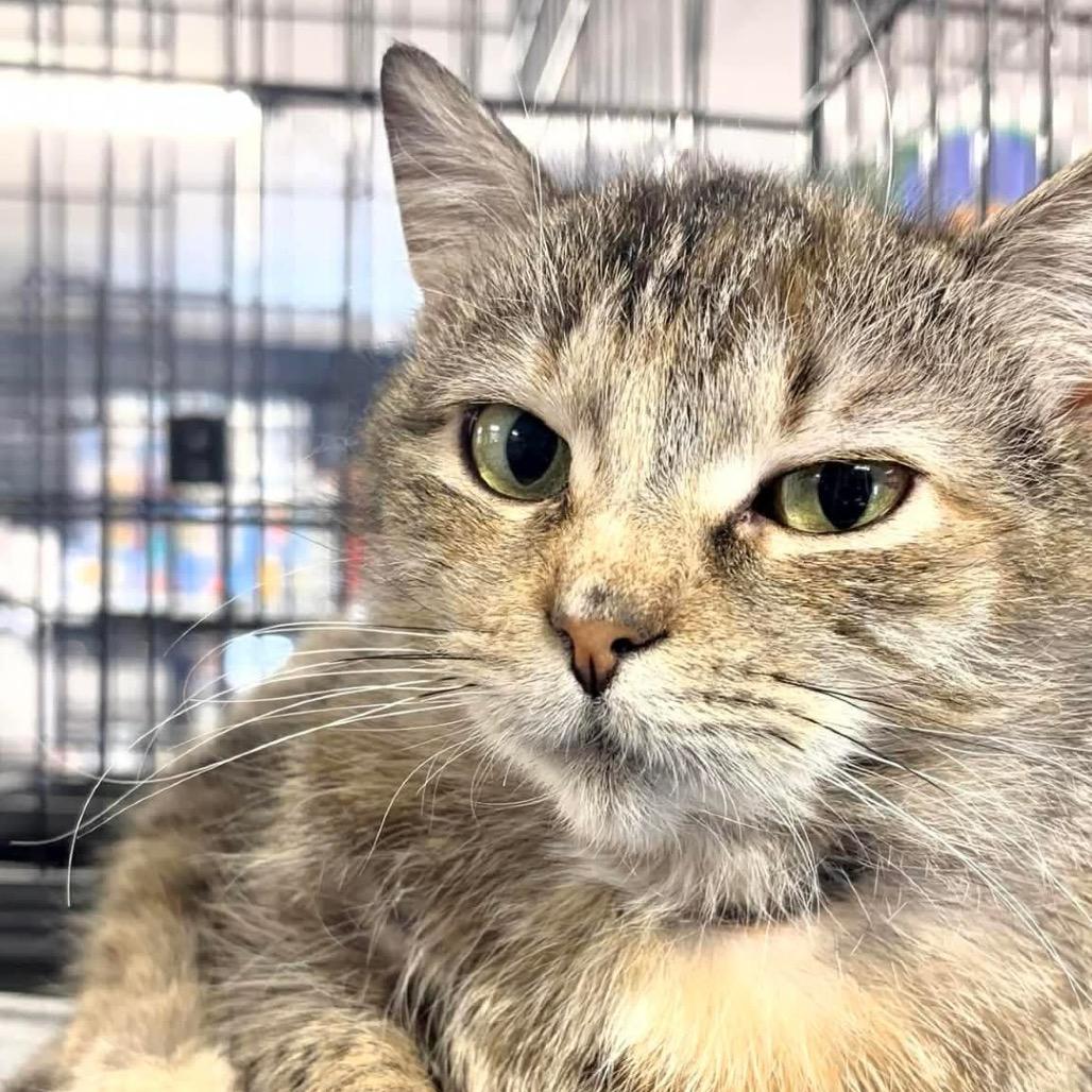 Enlarge Ralphina ARC2026-007, a Adoptable Domestic Short Hair in Akron, NY image 5/6