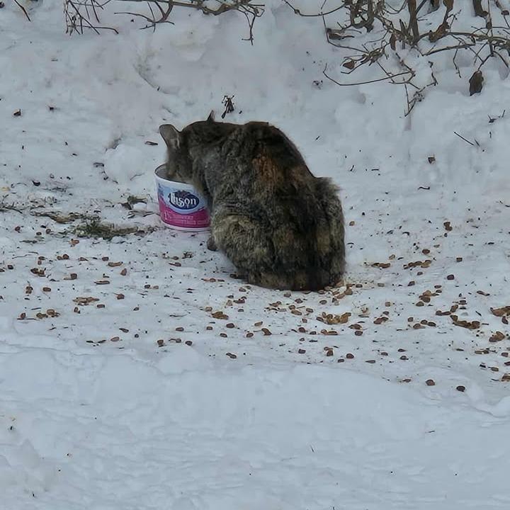 Enlarge Ralphina ARC2026-007, a Adoptable Domestic Short Hair in Akron, NY image 6/6
