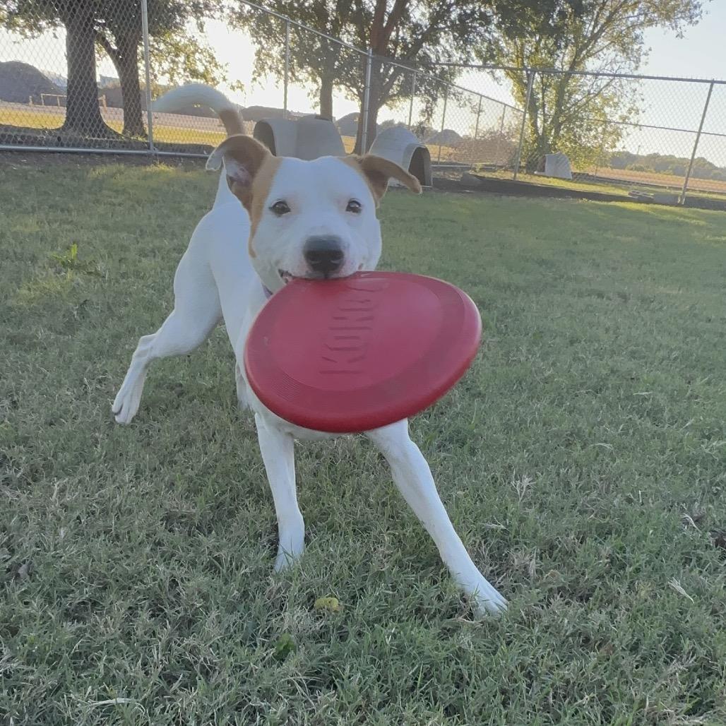 Wyatt Hendrickson, Adoptable, Adult Male Terrier.