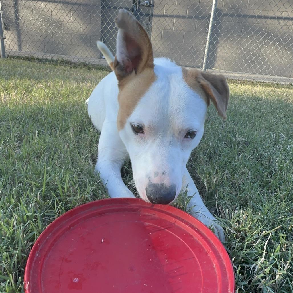 Wyatt Hendrickson, a Adoptable Terrier in Ponca City, OK image 2/6