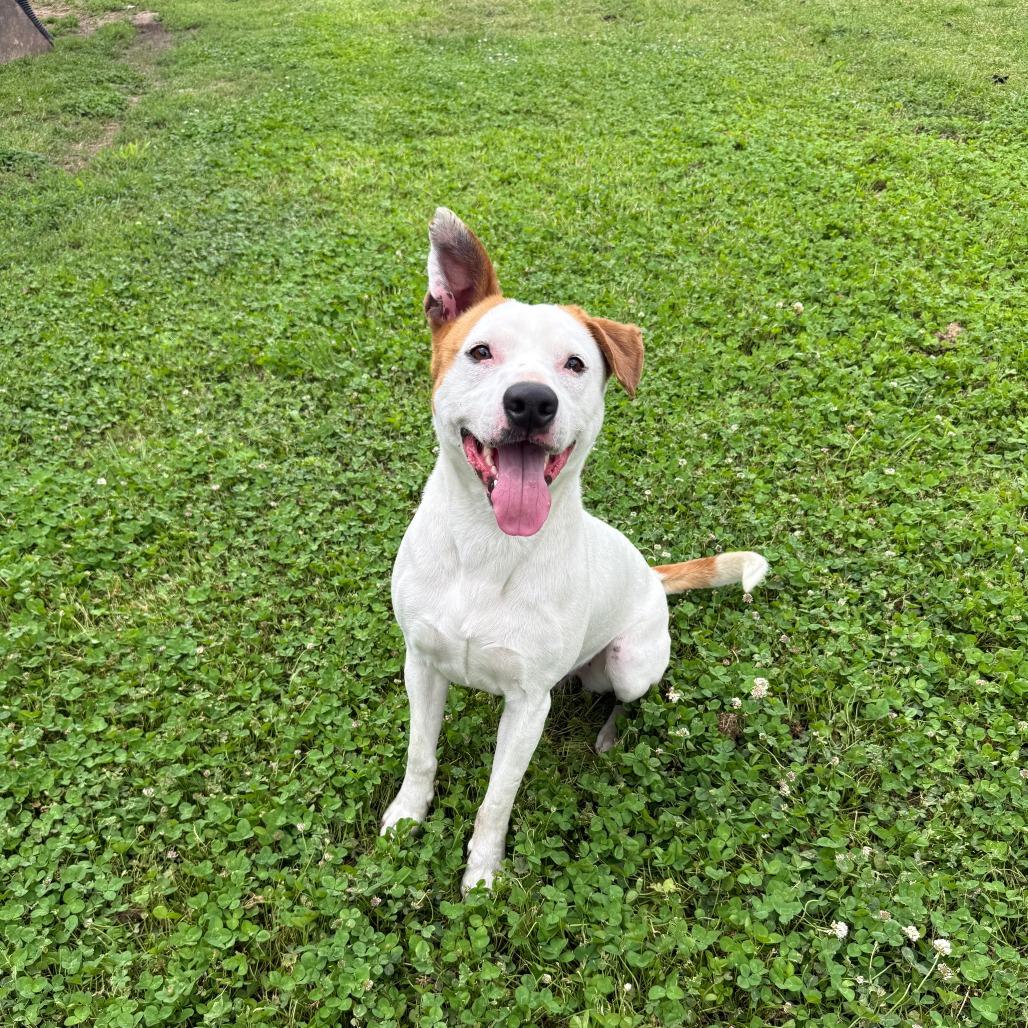 Enlarge Wyatt Hendrickson, a Adoptable Terrier in Ponca City, OK image 3/6