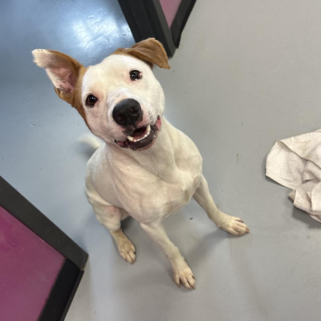 Wyatt Hendrickson, a Adoptable Terrier in Ponca City, OK image 3/6