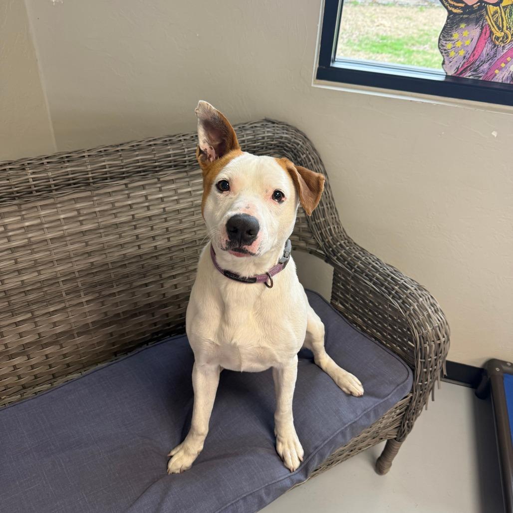 Enlarge Wyatt Hendrickson, a Adoptable Terrier in Ponca City, OK image 4/6