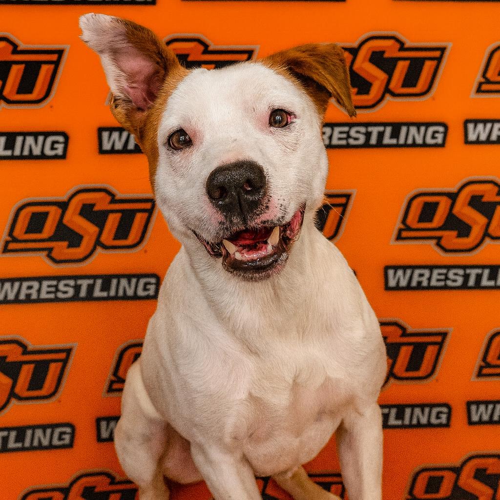 Wyatt Hendrickson, a Adoptable Terrier in Ponca City, OK image 4/6