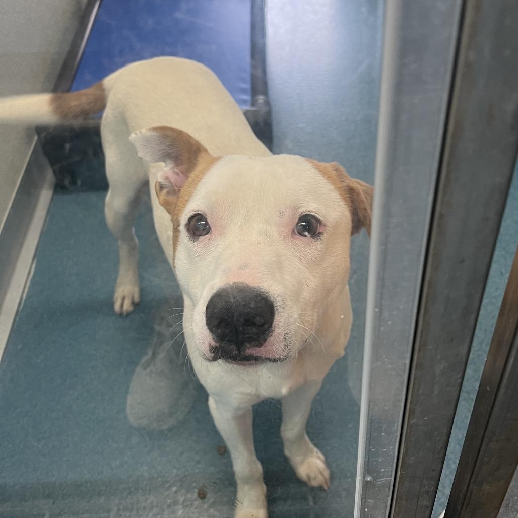 Wyatt Hendrickson, a Adoptable Terrier in Ponca City, OK image 5/6