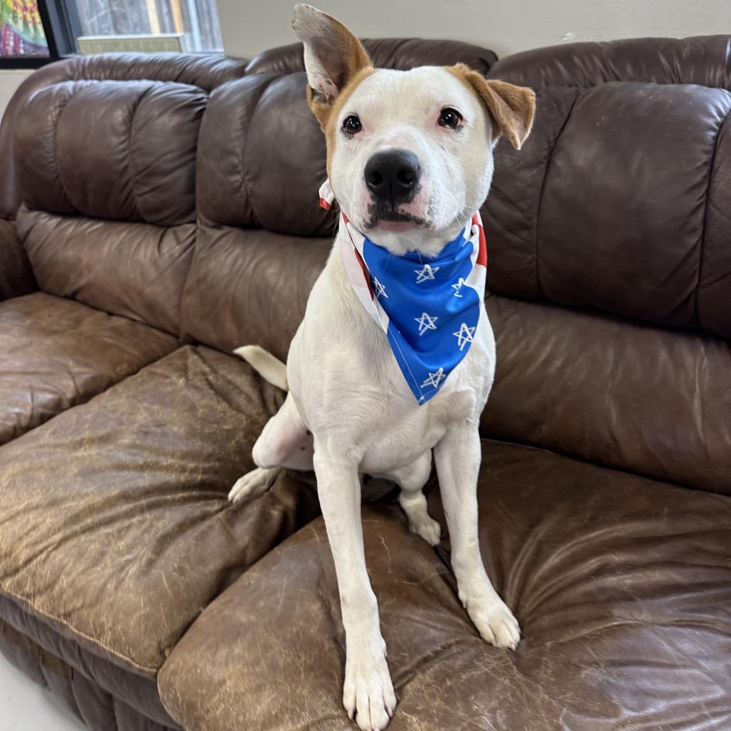 Wyatt Hendrickson, a Adoptable Terrier in Ponca City, OK image 6/6