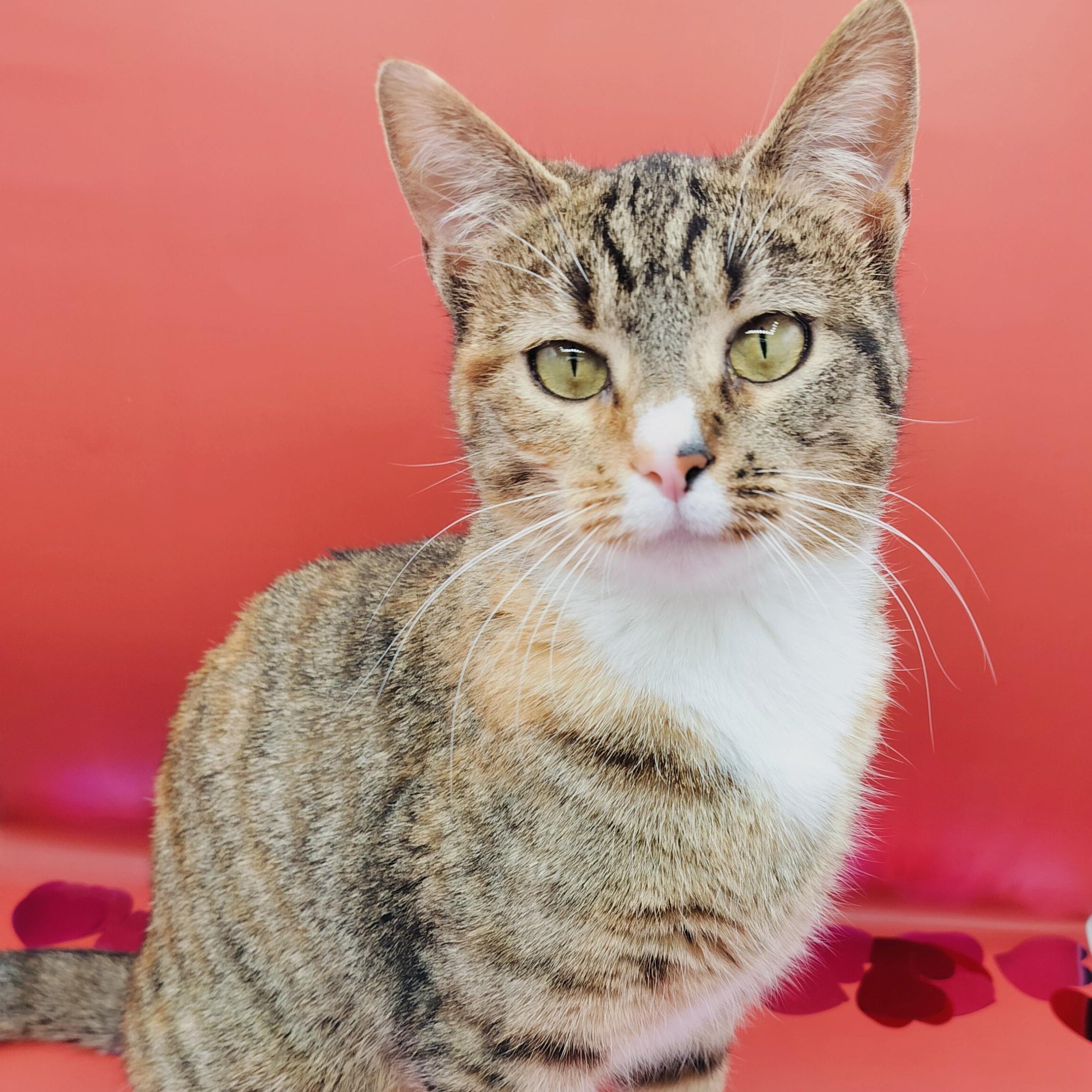 Tabs — thumbnail 2