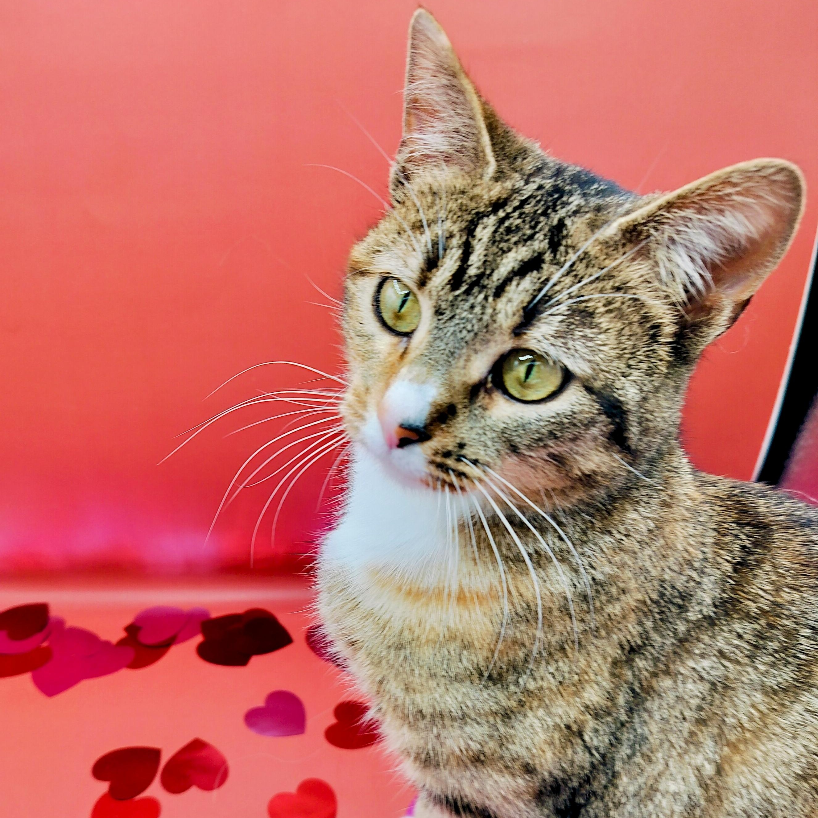 Tabs — thumbnail 3