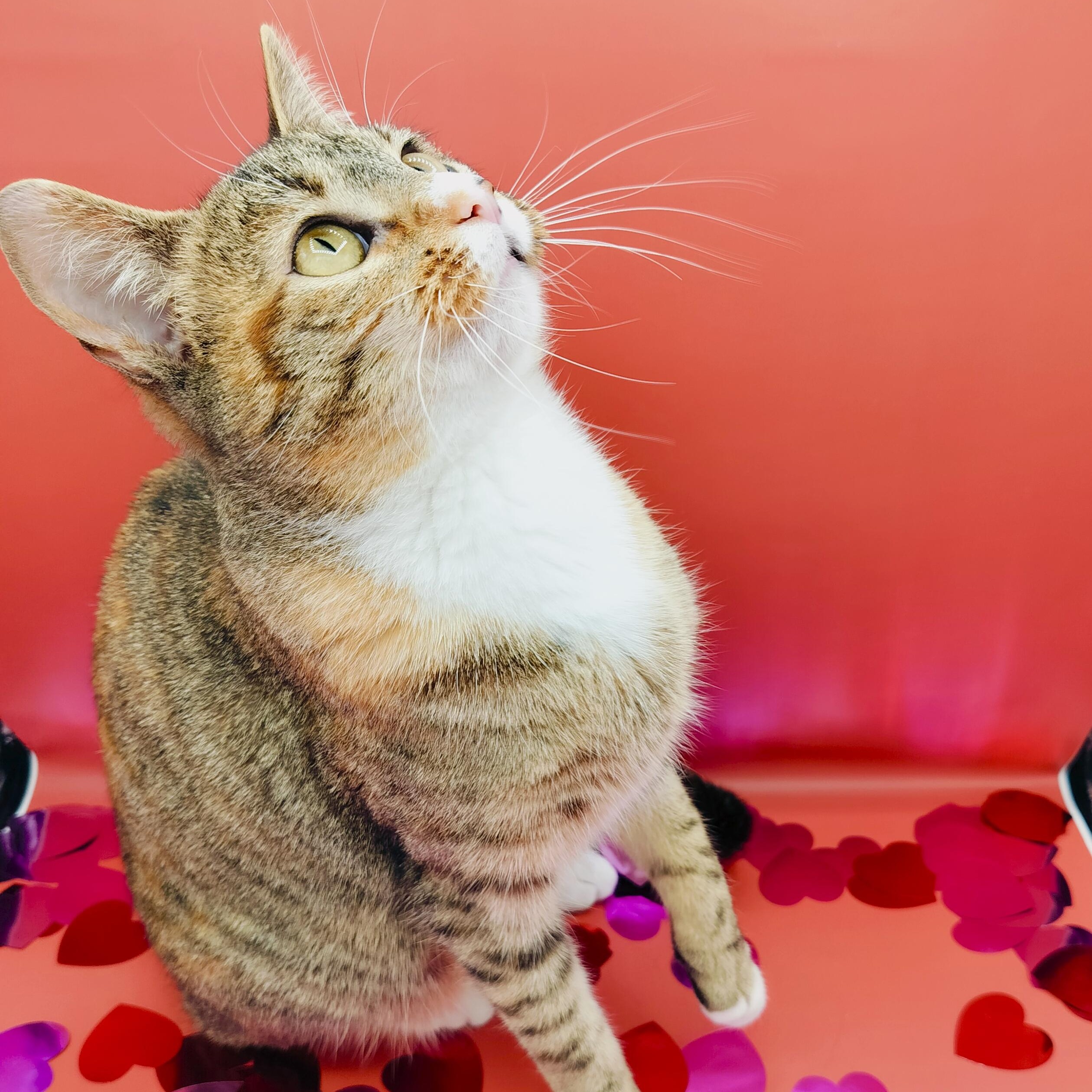 Tabs — thumbnail 4