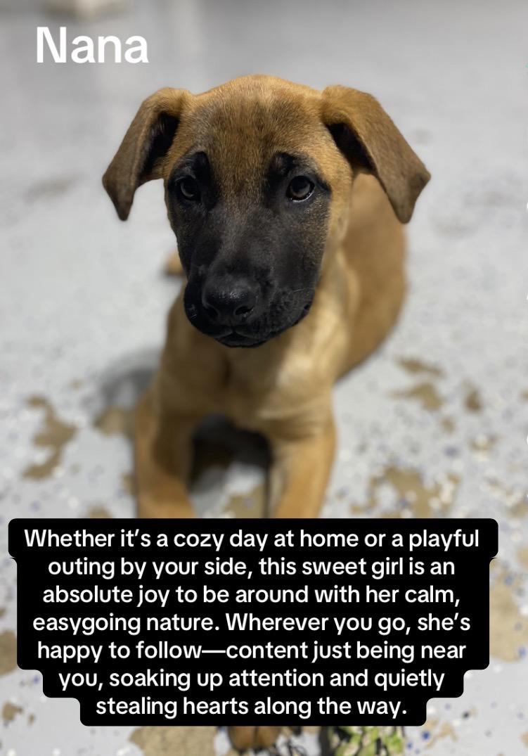 Nana, adopted, Puppy Female Boerboel & German Shepherd Dog.