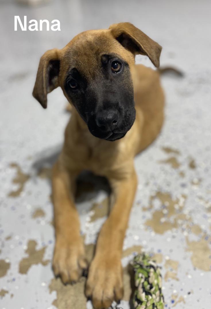 Enlarge Nana, an adopted mixed breed in Winston, OR image 2/2