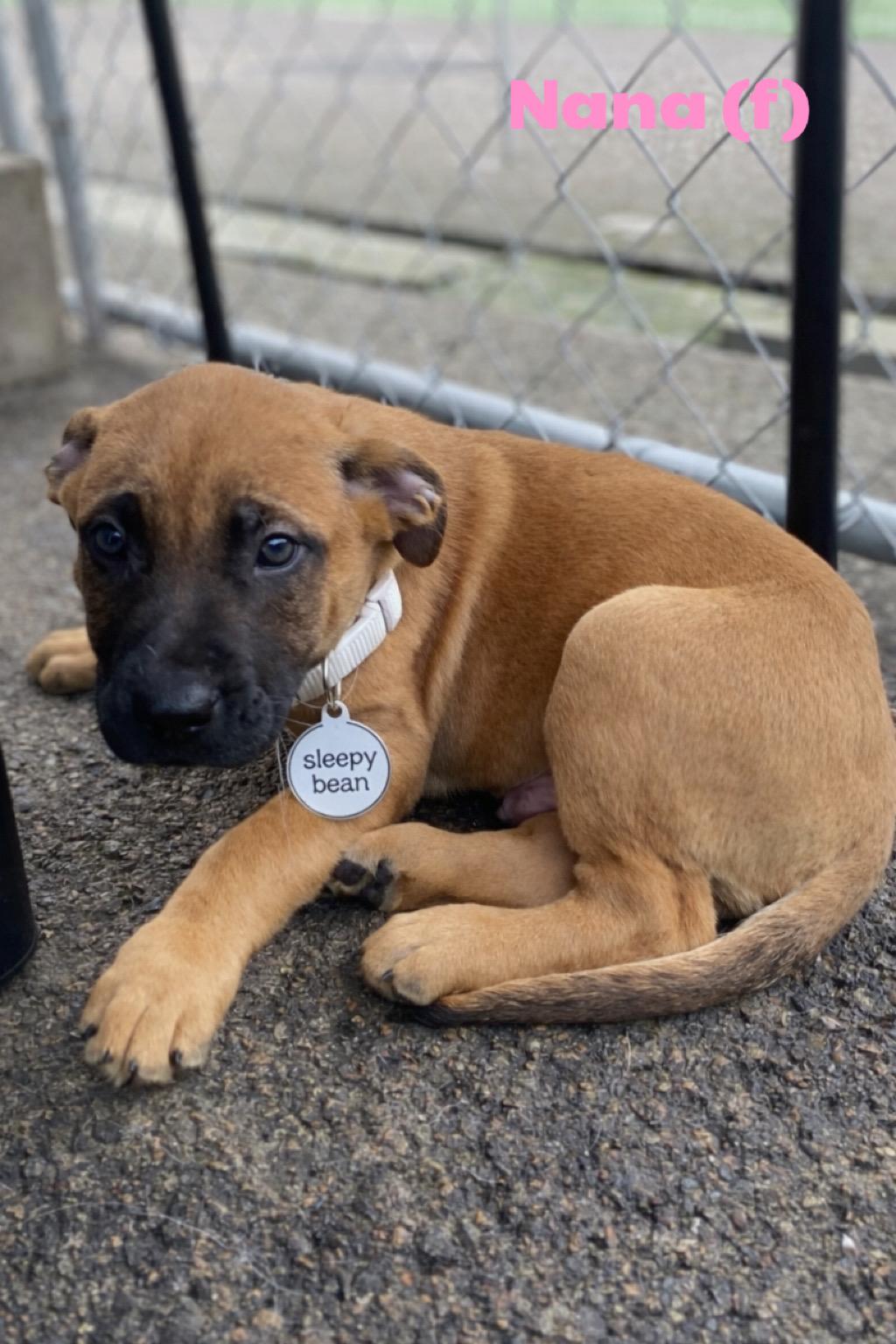 Enlarge Nana, a Adoptable mixed breed in Winston, OR image 1/1