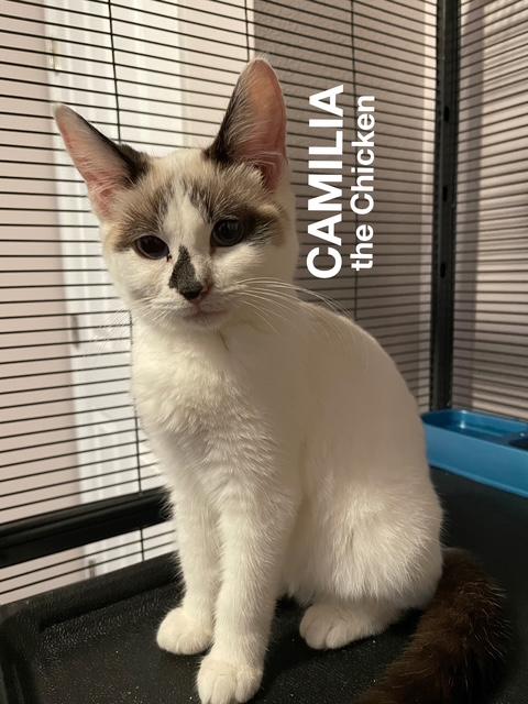Camilla (the Chicken), ADOPTABLE, Young Female Siamese.