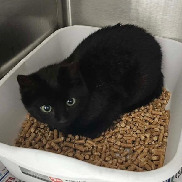 NOCTURNE  Available NOW - ADOPTION or RESCUE!, Adoptable, Young Female Domestic Short Hair.