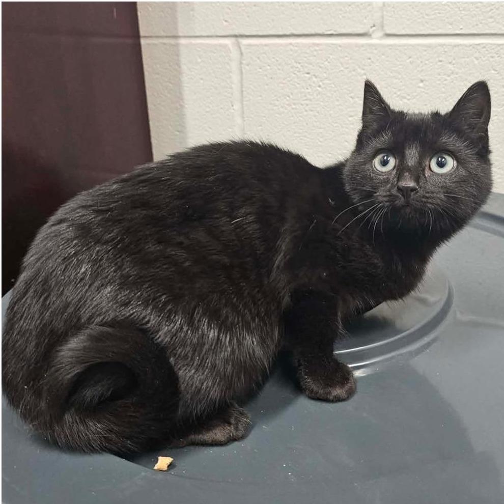 Enlarge NOCTURNE  RESCUED!, a Adoptable Domestic Short Hair in Nashville, NC image 2/2