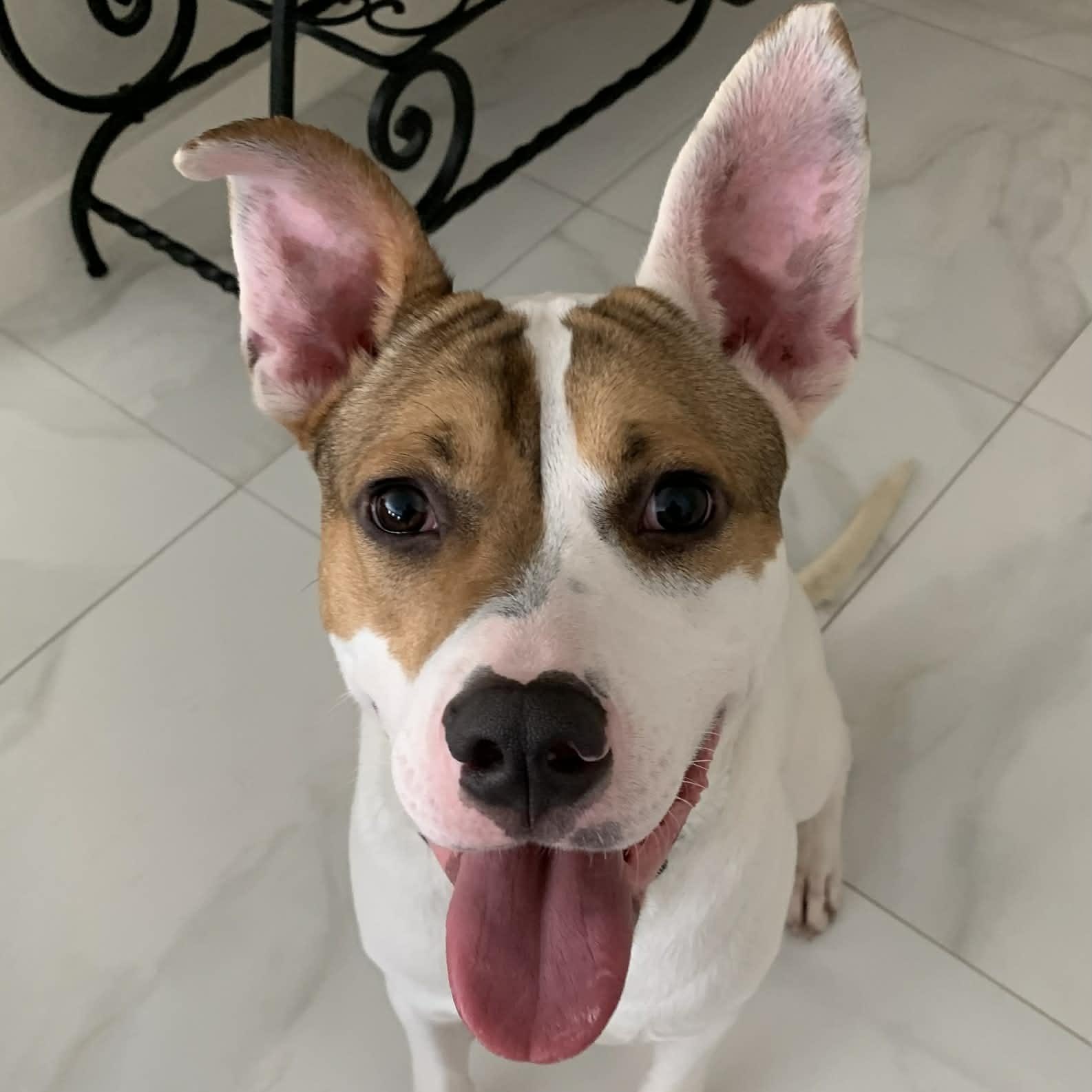 Enlarge Archie, a Adoptable mixed breed in Portland, ME image 4/6