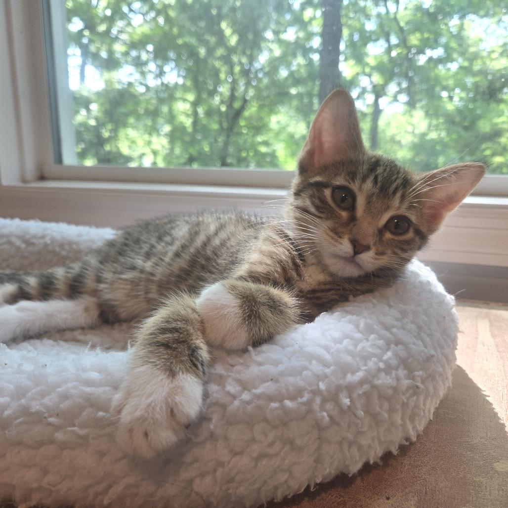 Sashimi-C, Adoptable, Kitten Male Domestic Short Hair.