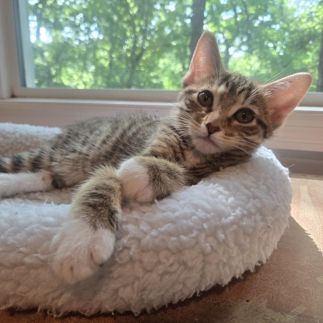 Enlarge Sashimi-C, a Adoptable Domestic Short Hair in East Saint Louis, IL image 2/6