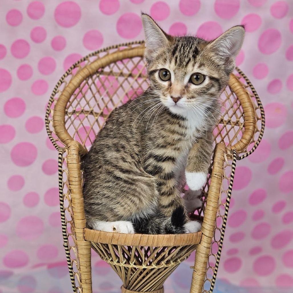 Enlarge Sashimi-C, a Adoptable Domestic Short Hair in East Saint Louis, IL image 4/6