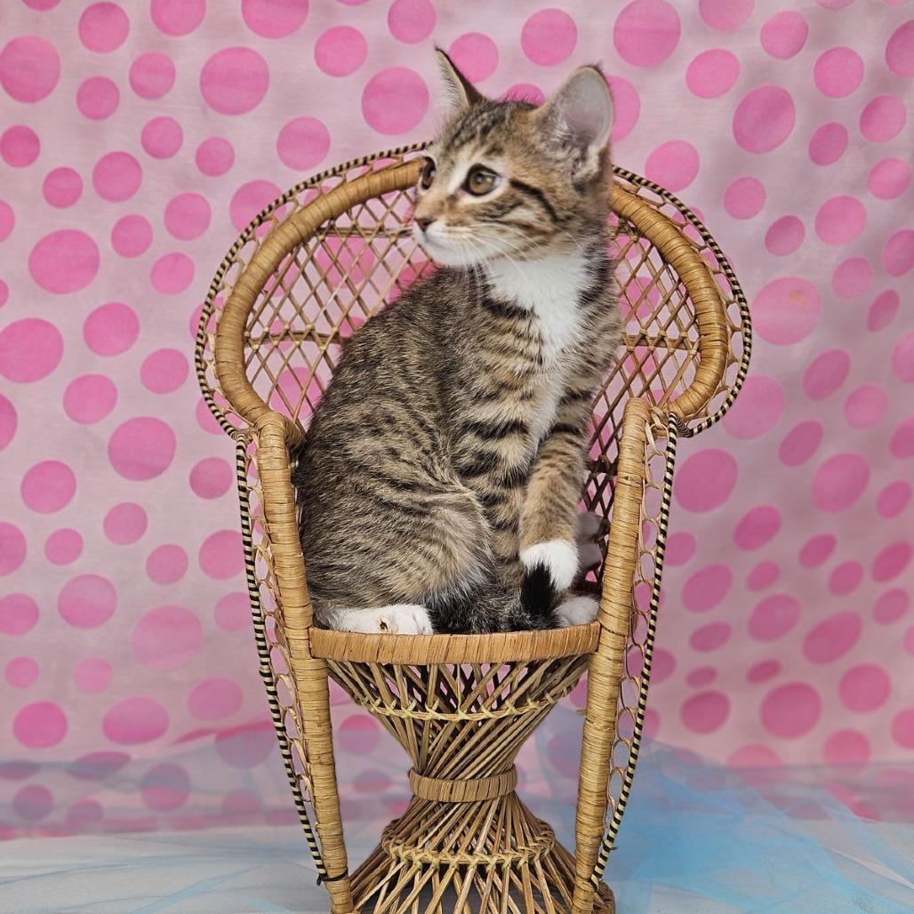 Enlarge Sashimi-C, a Adoptable Domestic Short Hair in East Saint Louis, IL image 5/6