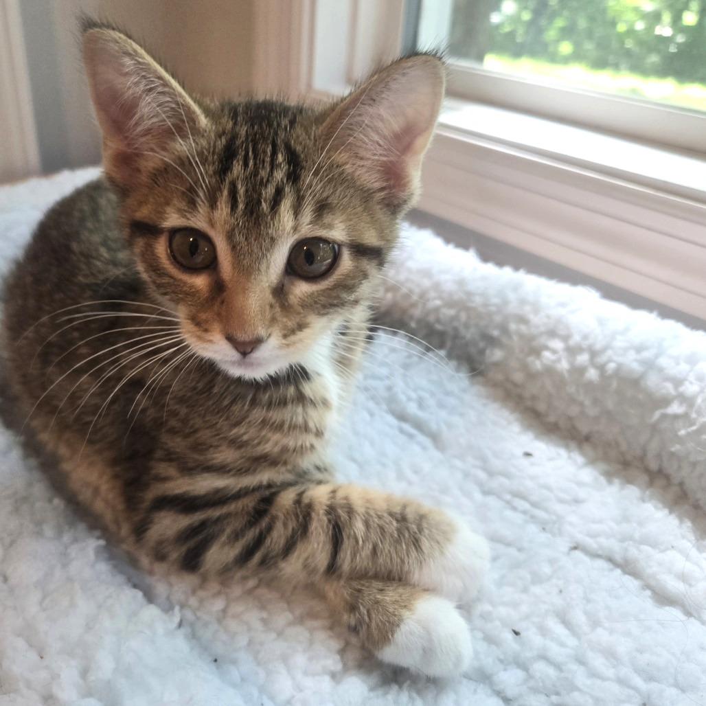 Enlarge Sashimi-C, a Adoptable Domestic Short Hair in East Saint Louis, IL image 6/6