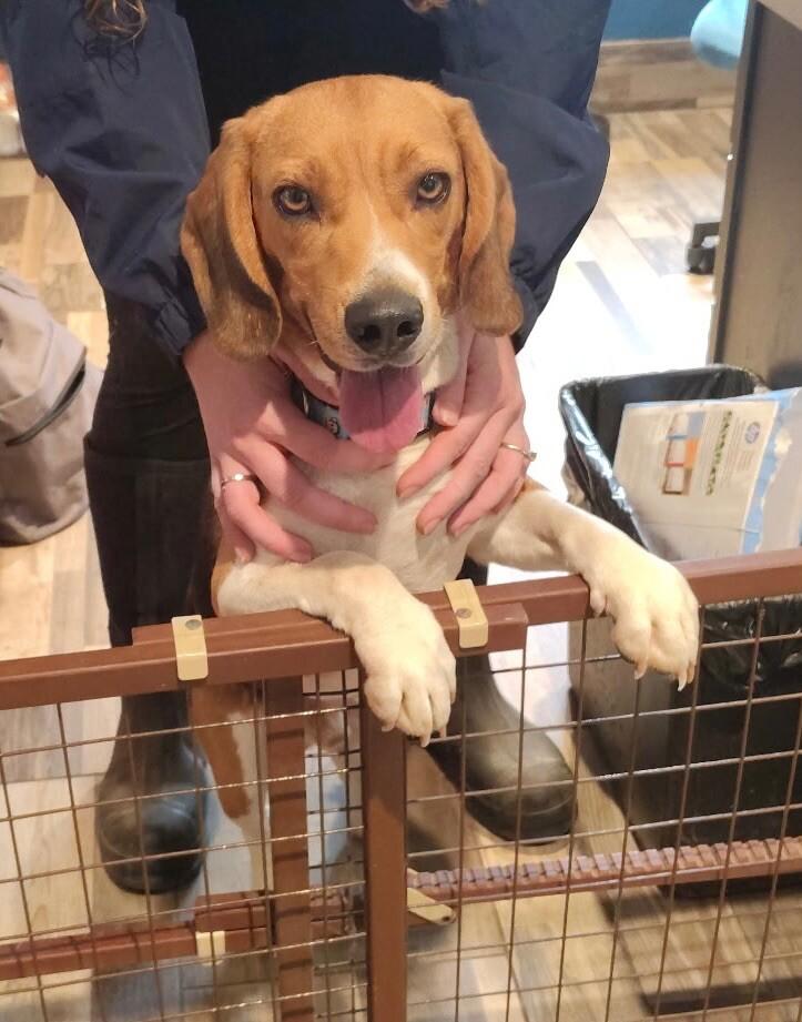 Copper, Adoptable, Adult Male Beagle.