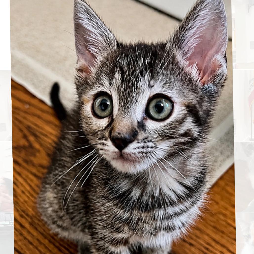 Enlarge Mrs. Meyers, a Adoptable Domestic Short Hair in Westminster, CA image 3/3
