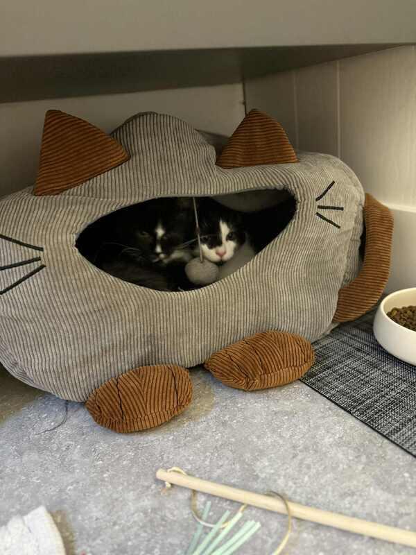 Dag, a Adopted Domestic Long Hair in Kalamazoo, MI image 1/3