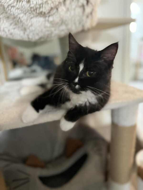 Dag, a Adopted Domestic Long Hair in Kalamazoo, MI image 2/3