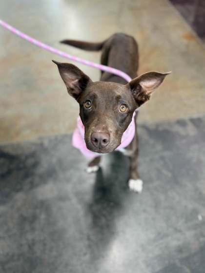 Mum, Adoptable, Young Female Mixed Breed & Mixed Breed.