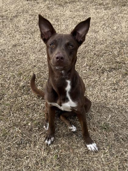 Enlarge Mum, a Adoptable mixed breed in Memphis, TN image 2/3