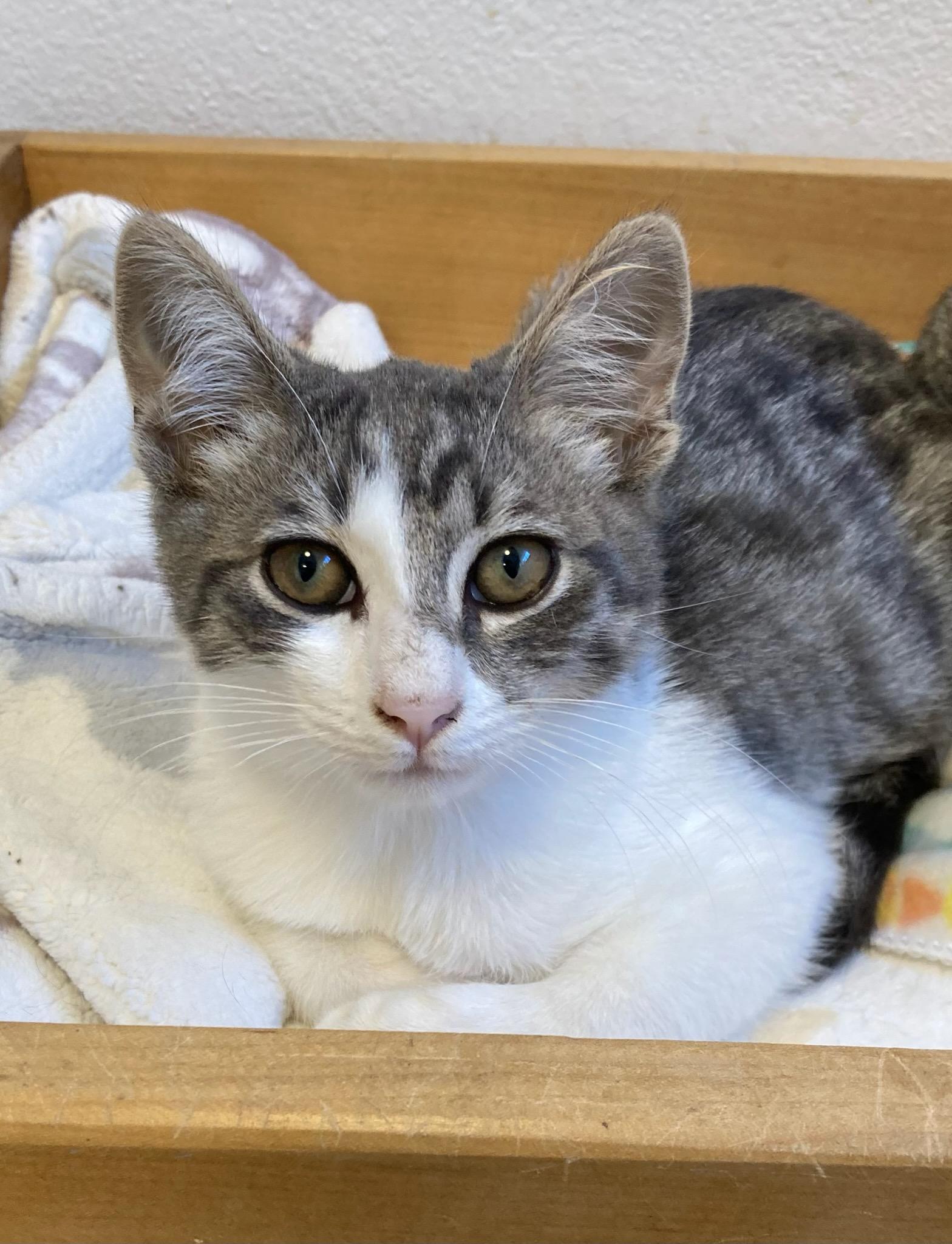 Enlarge Victor, a ADOPTABLE mixed breed in Eureka, CA image 1/2