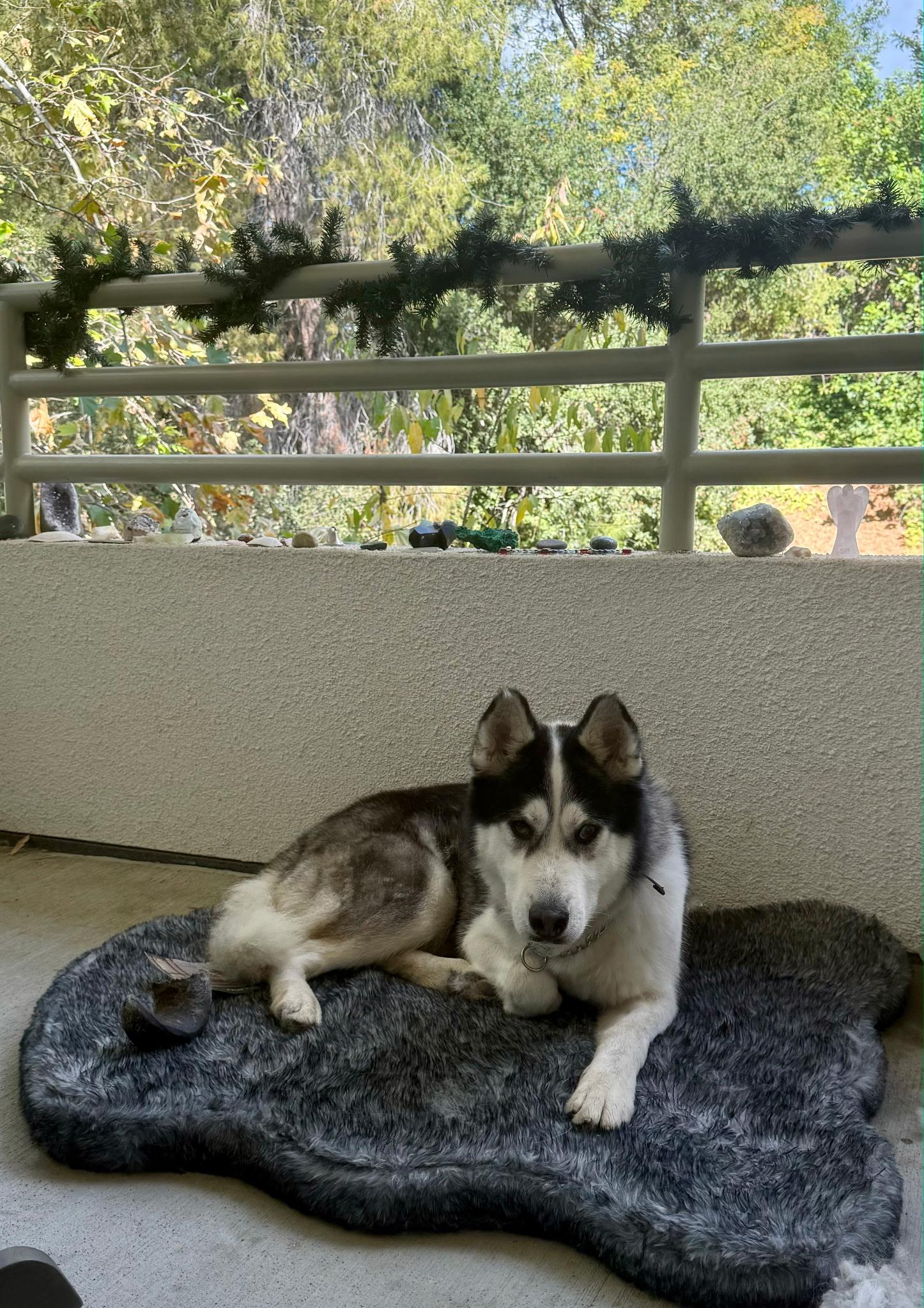 Enlarge Frank, a Adoptable Husky in Weston, MA image 2/2