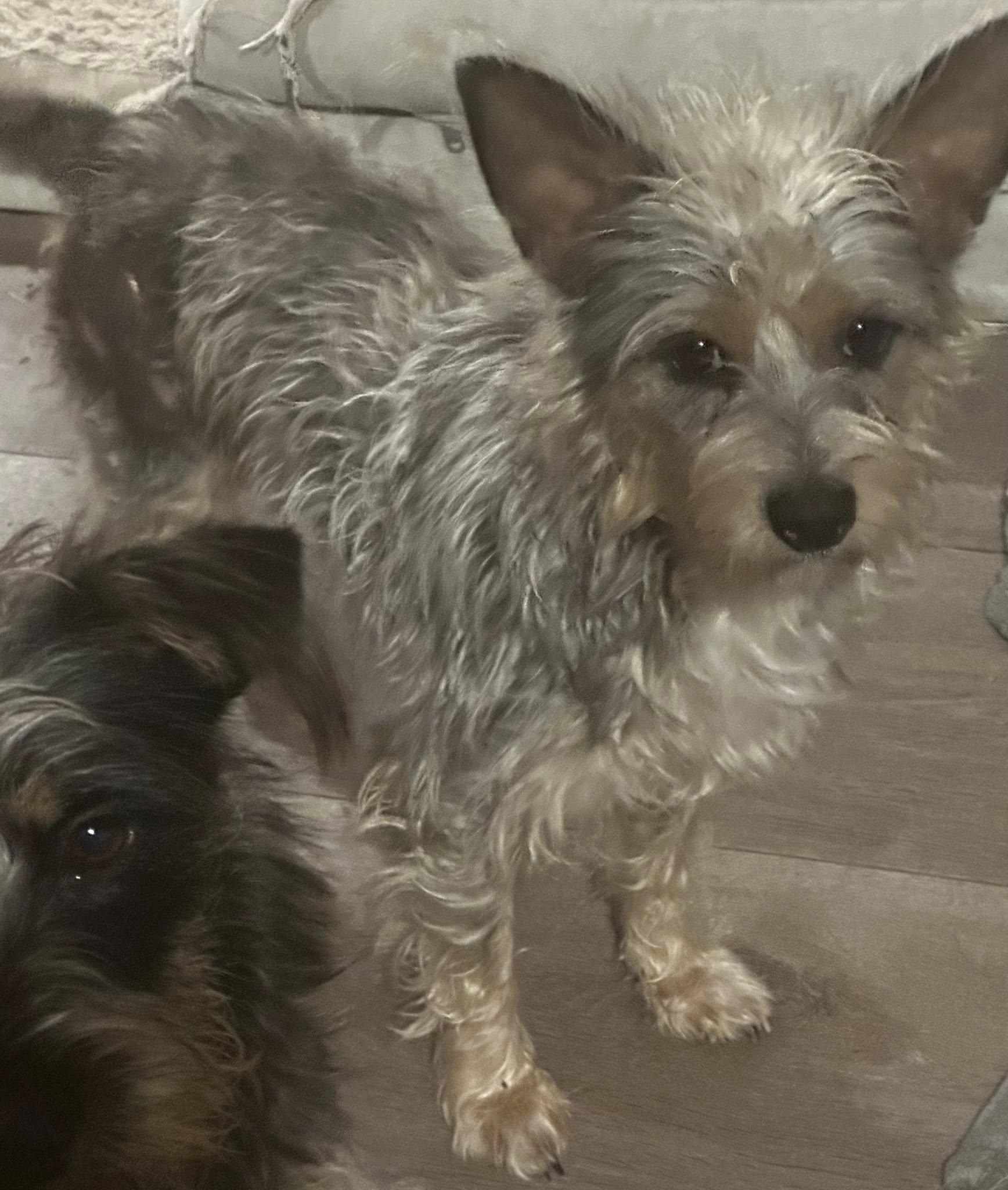 Lolly, ADOPTABLE, Young Female Miniature Schnauzer & Yorkshire Terrier.