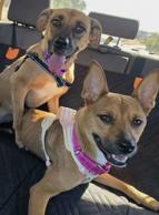 Enlarge Amber, a ADOPTABLE mixed breed in Santa Clara, CA image 1/3