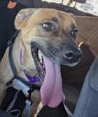 Enlarge Amber, a ADOPTABLE mixed breed in Santa Clara, CA image 2/3