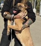 Enlarge Amber, a ADOPTABLE mixed breed in Santa Clara, CA image 3/3