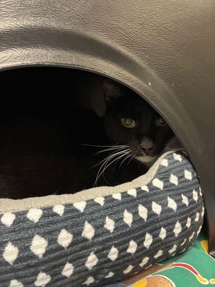 Enlarge Luke, a Adoptable mixed breed in Shawano, WI image 1/1