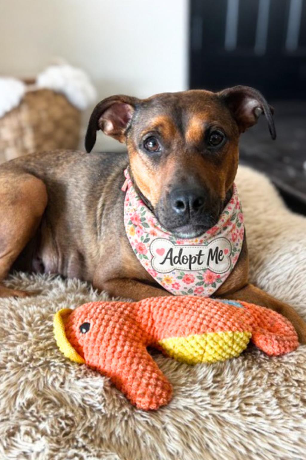 Enlarge Maya , a ADOPTABLE mixed breed in Valley Village, CA image 5/6