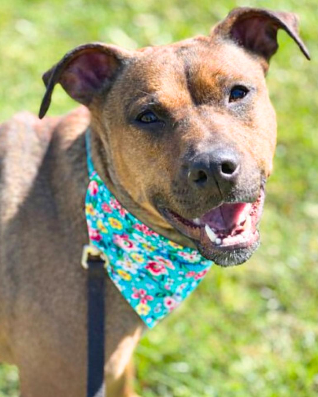 Maya , ADOPTABLE, Young Female Rhodesian Ridgeback.
