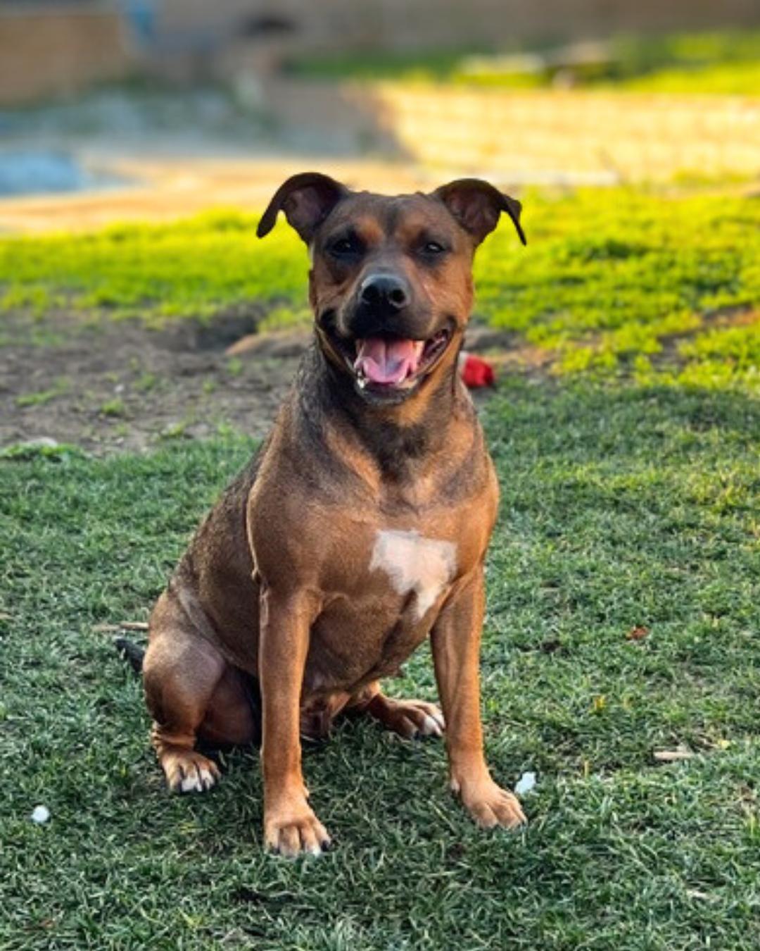 Maya , ADOPTABLE, Young Female Rhodesian Ridgeback.