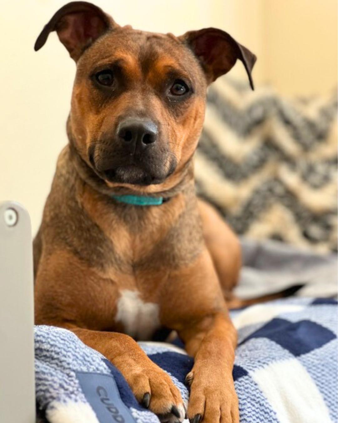 Enlarge Maya , a ADOPTABLE mixed breed in Valley Village, CA image 1/6