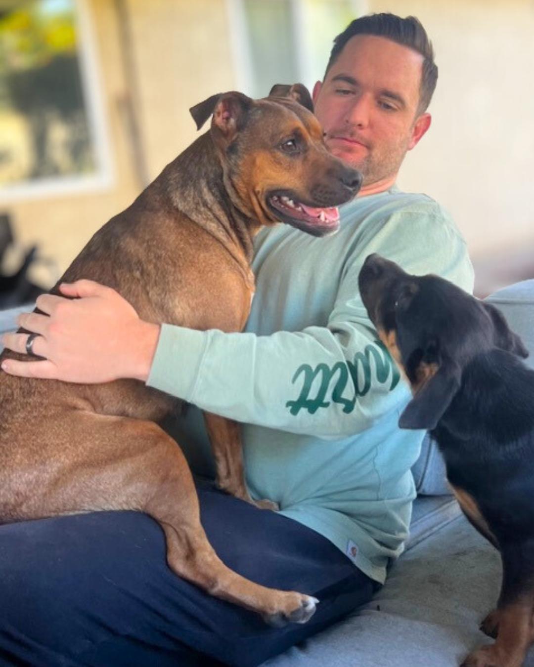 Enlarge Maya , a ADOPTABLE mixed breed in Valley Village, CA image 4/6