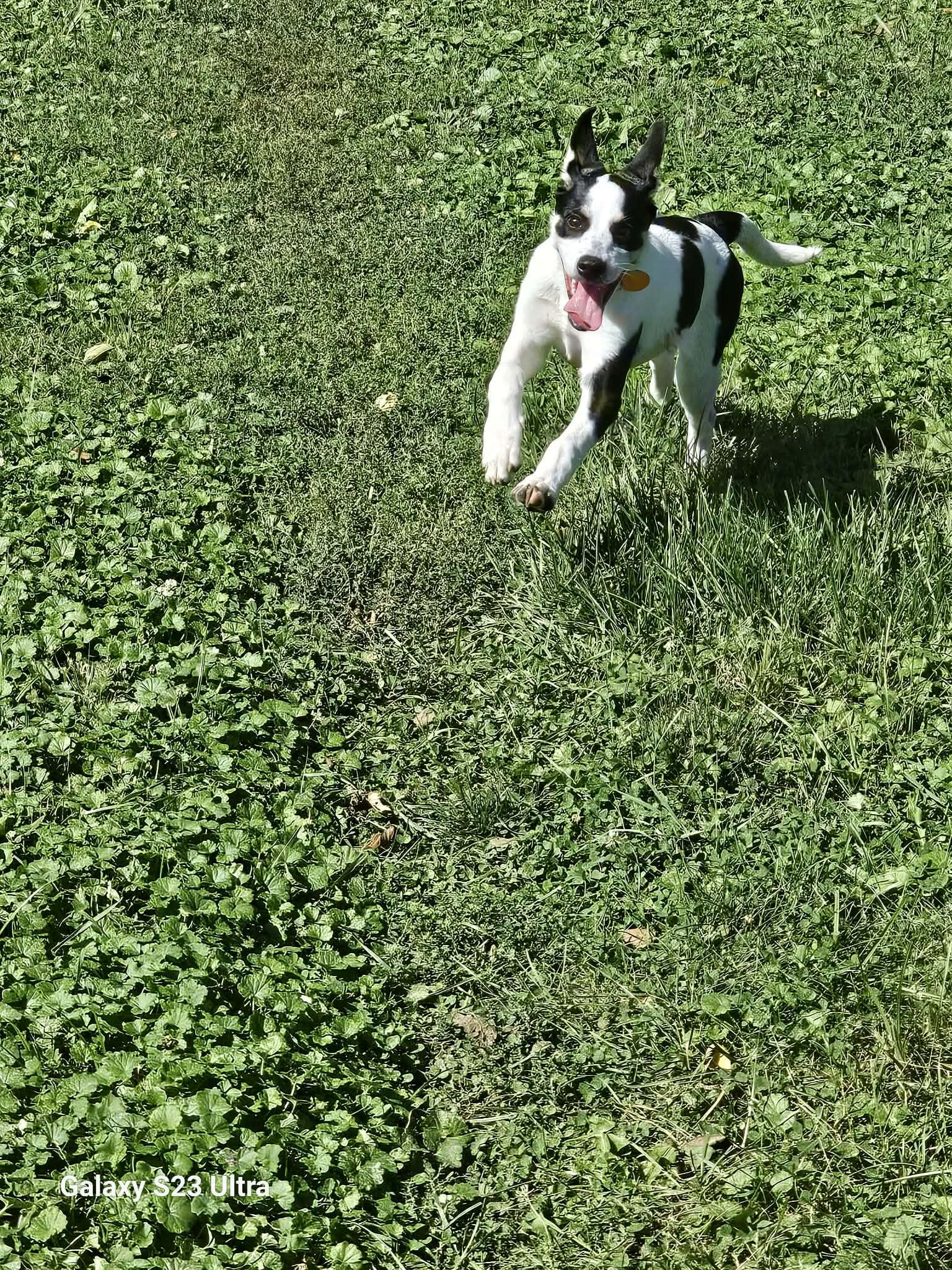 Beatrice, Adoptable, Puppy Female Husky & German Shepherd Dog.