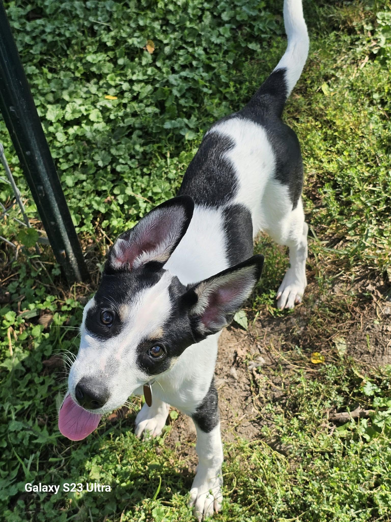 Enlarge Beatrice, a Adoptable mixed breed in Waterloo, IA image 2/3