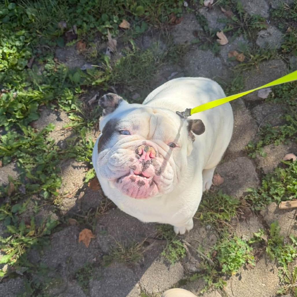 Chappy, Adoptable, Young Male English Bulldog.