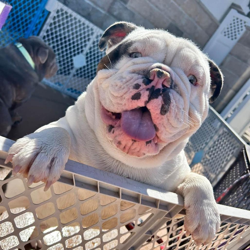 Enlarge Chappy, a Adoptable English Bulldog in Huber Heights, OH image 2/6