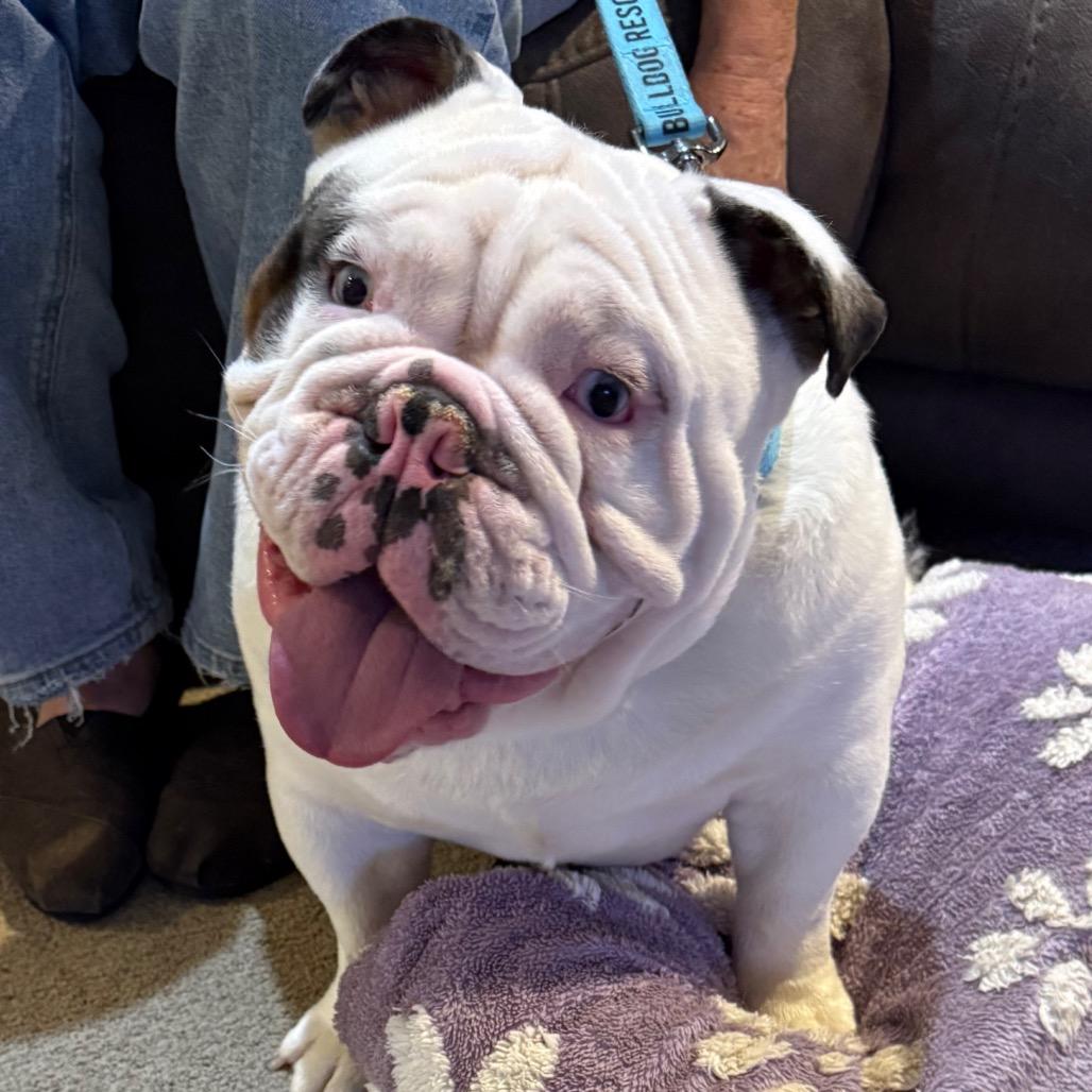 Enlarge Chappy, a Adoptable English Bulldog in Huber Heights, OH image 3/6