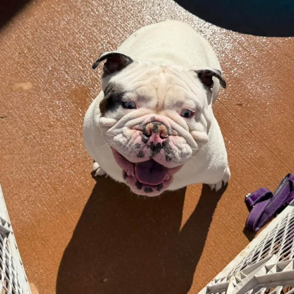 Enlarge Chappy, a Adoptable English Bulldog in Huber Heights, OH image 4/6